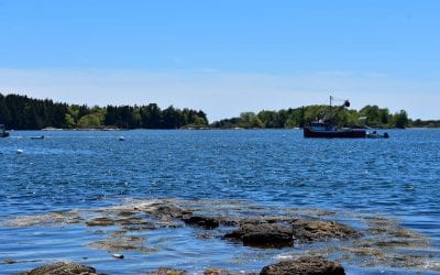 A Warming Gulf of Maine Explained