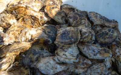5 Reasons to Eat Gulf of Maine Seafood