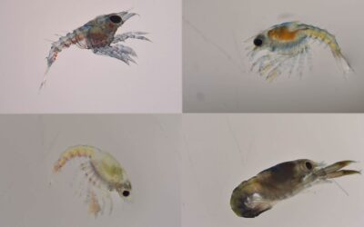 Who Has Seen A Baby Lobster?