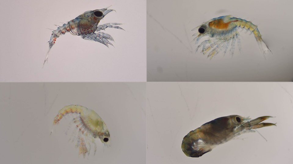 Who Has Seen A Baby Lobster?
